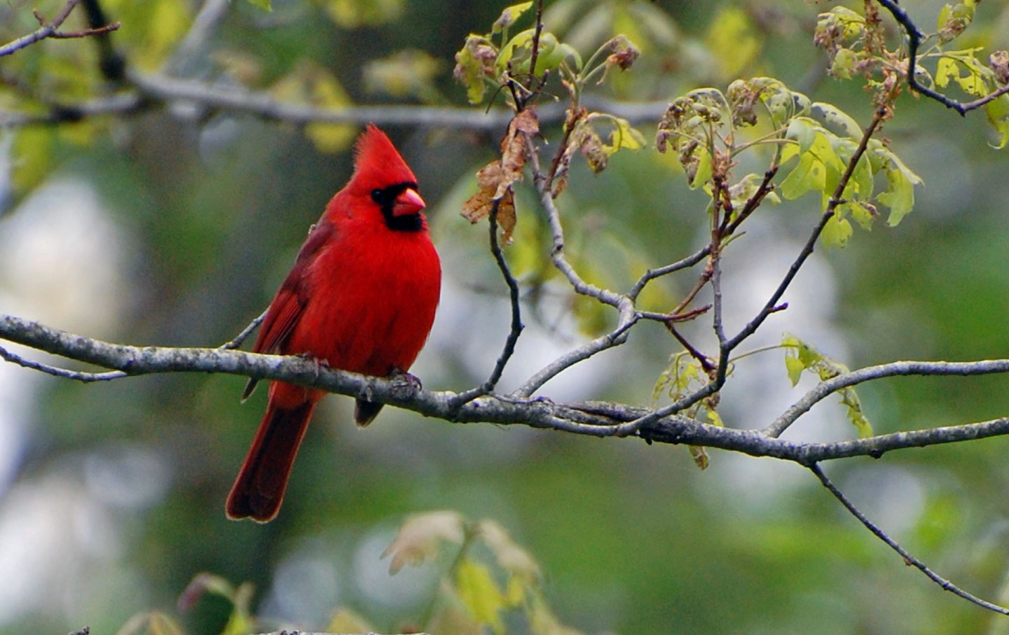 Red Cardinal