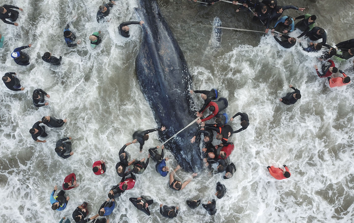 TOPSHOT-ARGENTINA-WHALE-STRANDING