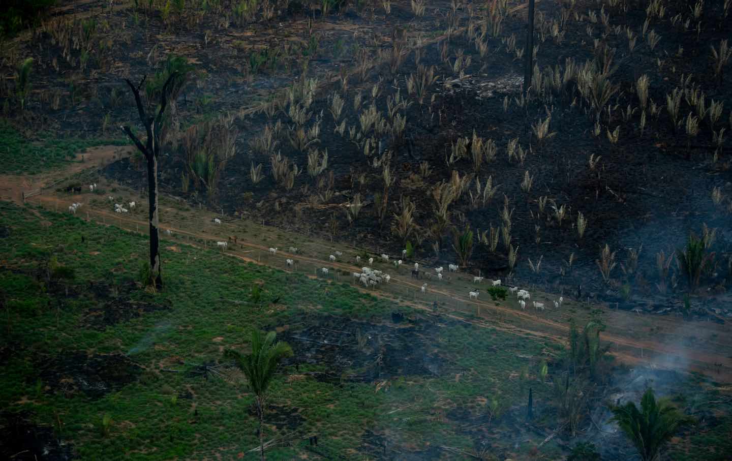 Brazil vote could decide fate of the  rainforest — and Earth