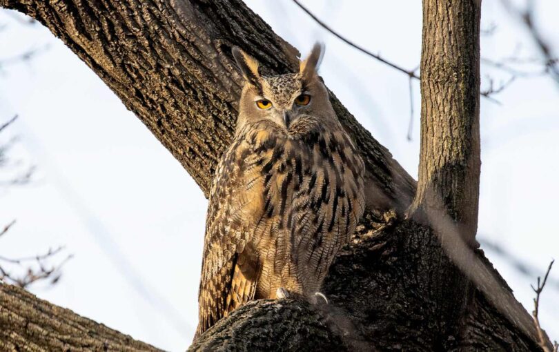 Finding and Losing Flaco, the Owl That Got Free | The Nation