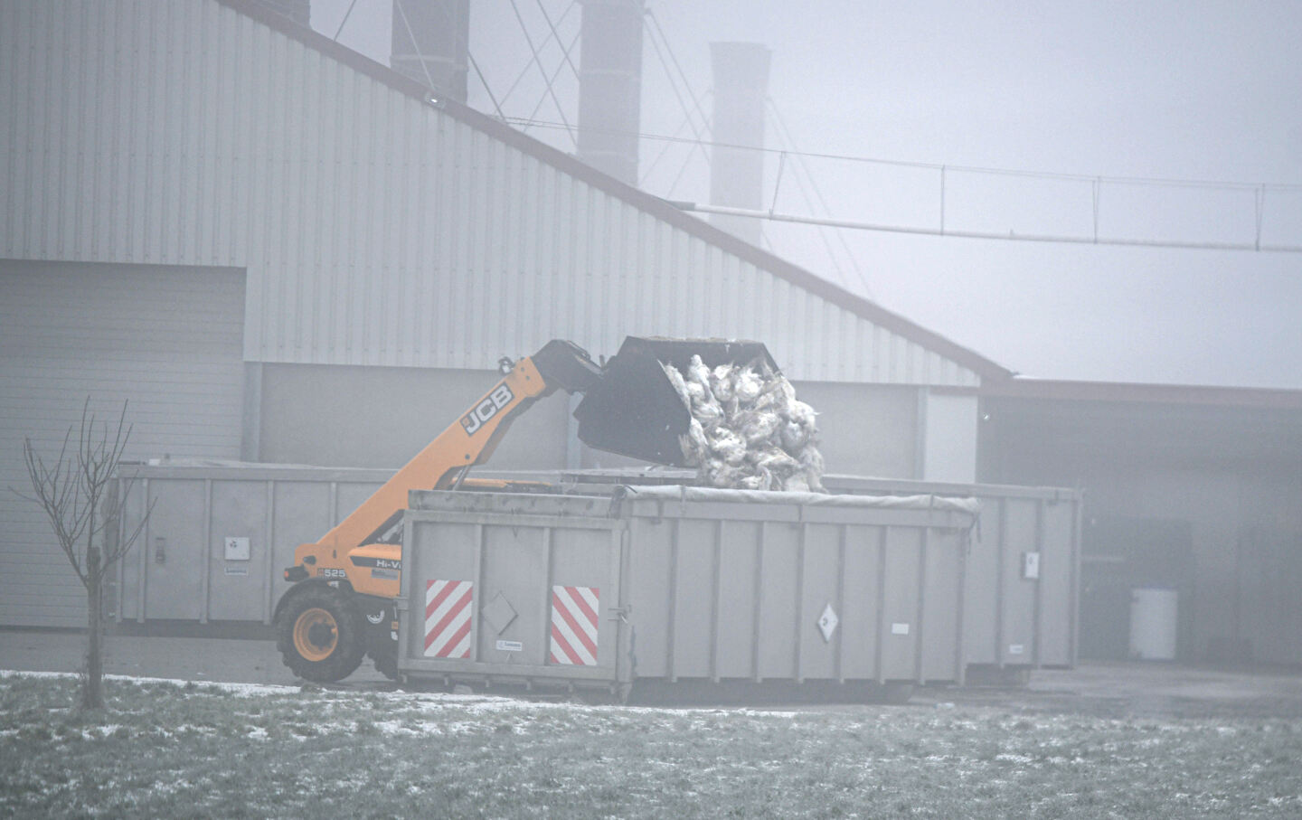 A wheel loader tips dead turkeys into a container, killed due to an outbreak of bird flu in Baden-Württemberg, Ilshofen, on January 15, 2025.