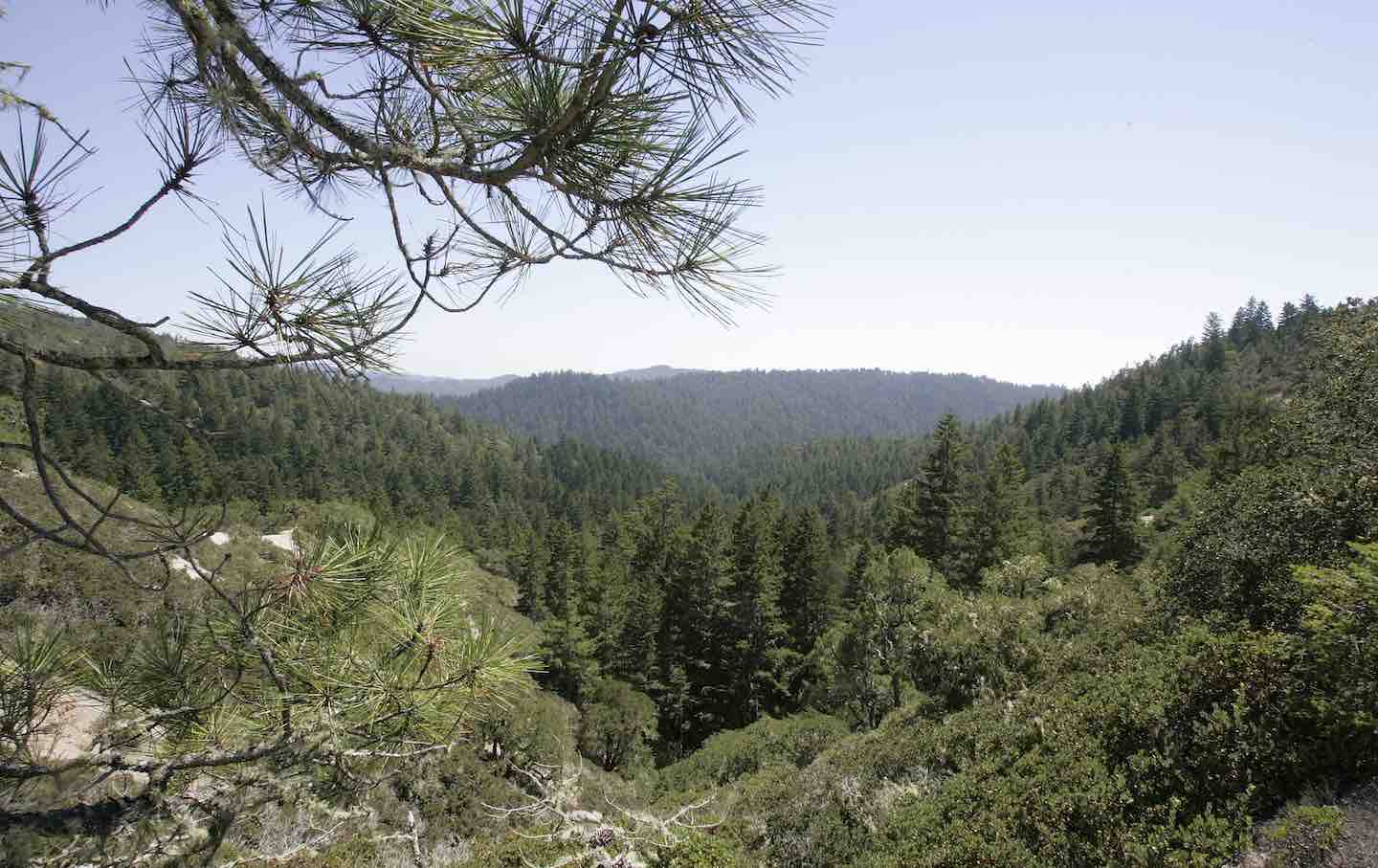 A view of the Butano Redwood Canyon in Pescadero, California, 2011.